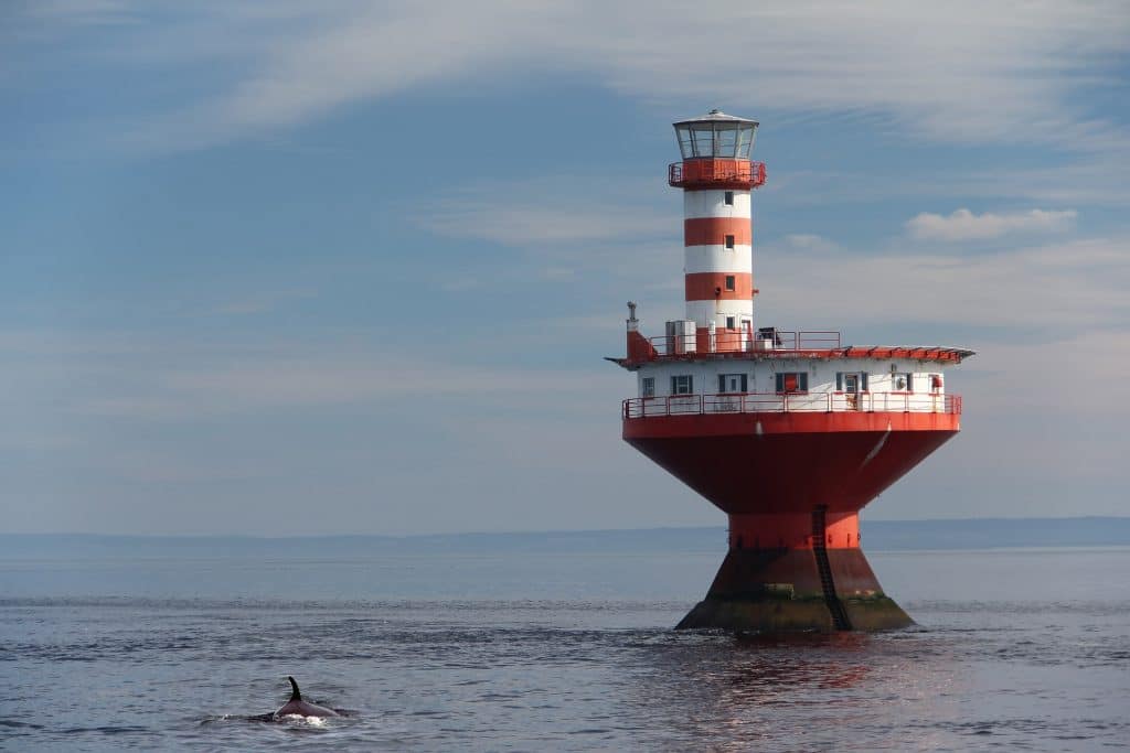 Whales from the lighthouse in Tadoussac, Quebec - Christian Klein, Pixabay