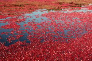 Cranberry floating in a field in Centre-du-Québec