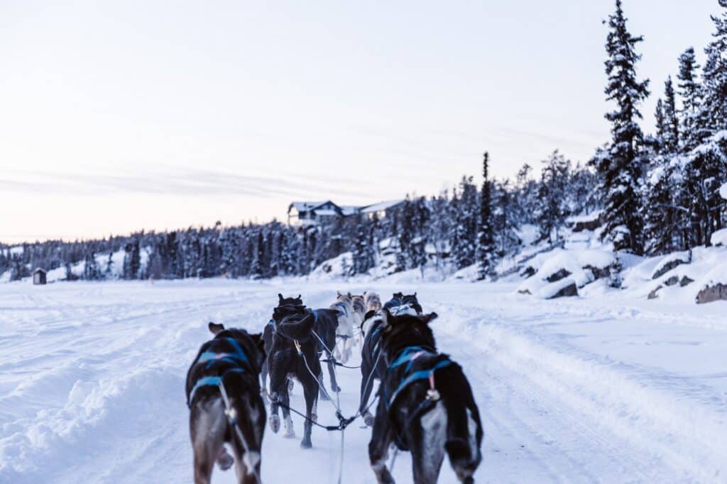 Dogs Sleighing - on Snowy Ground - Priscilla DuPreez - From Unsplash