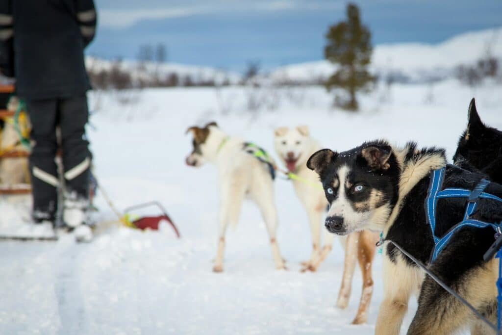 Group of Dogs - Walking Across a Snow Covered Field - Angel Luciano - From Unsplash