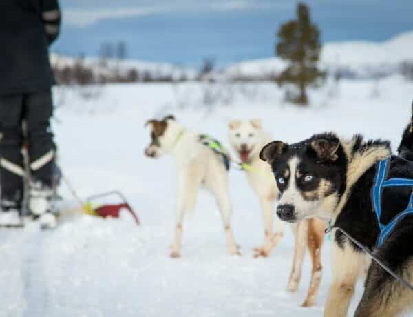A Group of Dogs - Walking Across a Snow Covered Field - Angel Luciano - From Unsplash