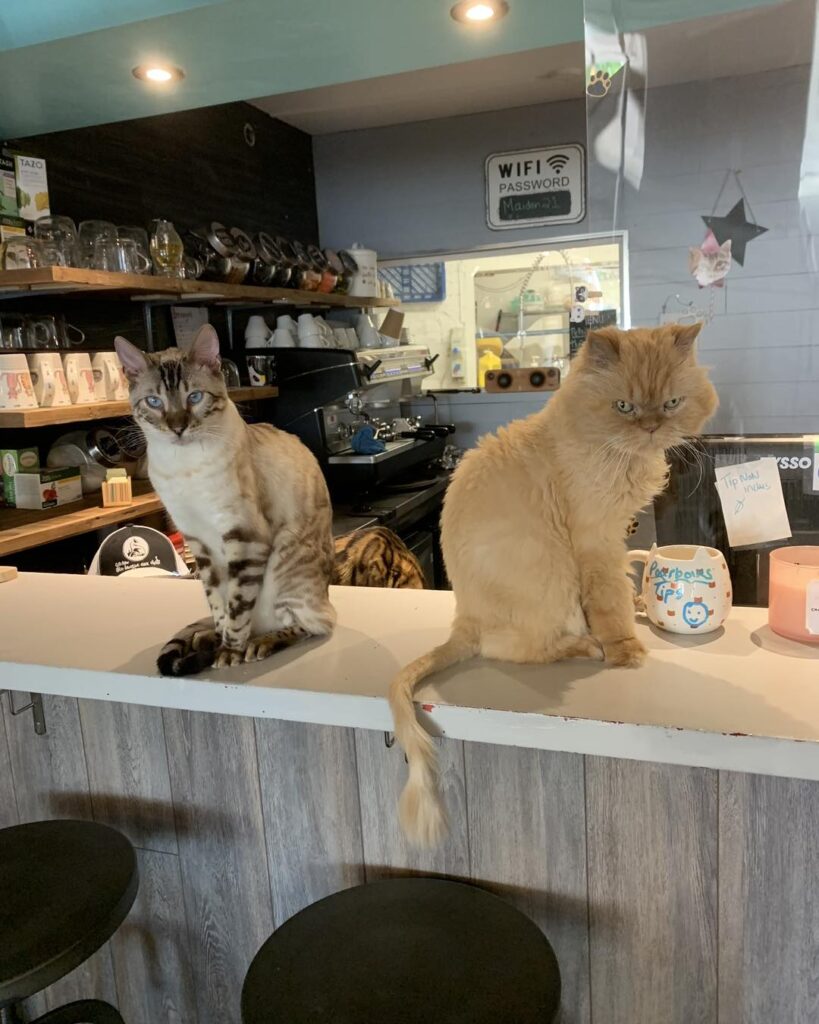 Cats on a Coffee Shop Counter - Cafe Felin Ma Langue Aux Chats