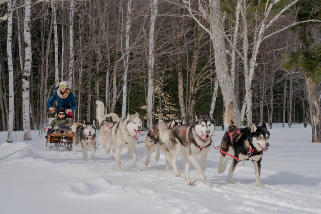 Husky Dogs Pulling a Sleigh with Tourists - Les Secrets Nordiques - near Quebec City