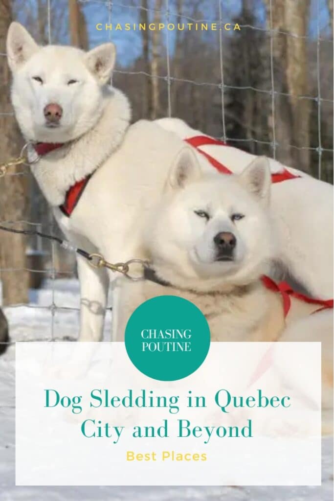 Pinterest - Cute White Husky Dogs Harnessed - and Ready for a Sleigh Ride