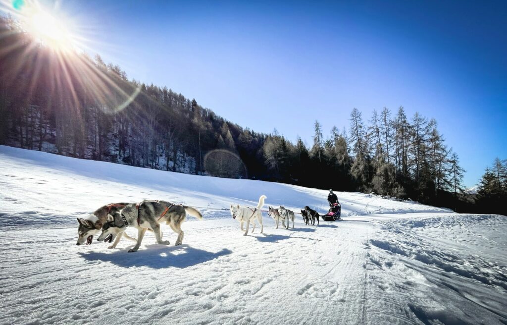 Sled Dogs on a Snow-Covered Trail - on a Sunny Day - Kevin Bessat - From Unsplash