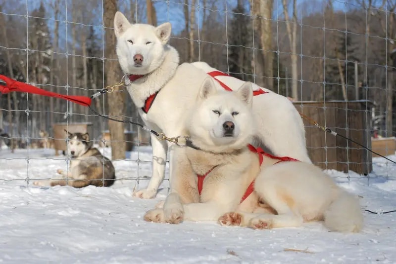 White Husky Dogs - on a Sunny Winter Day - Aventure Inukshuk