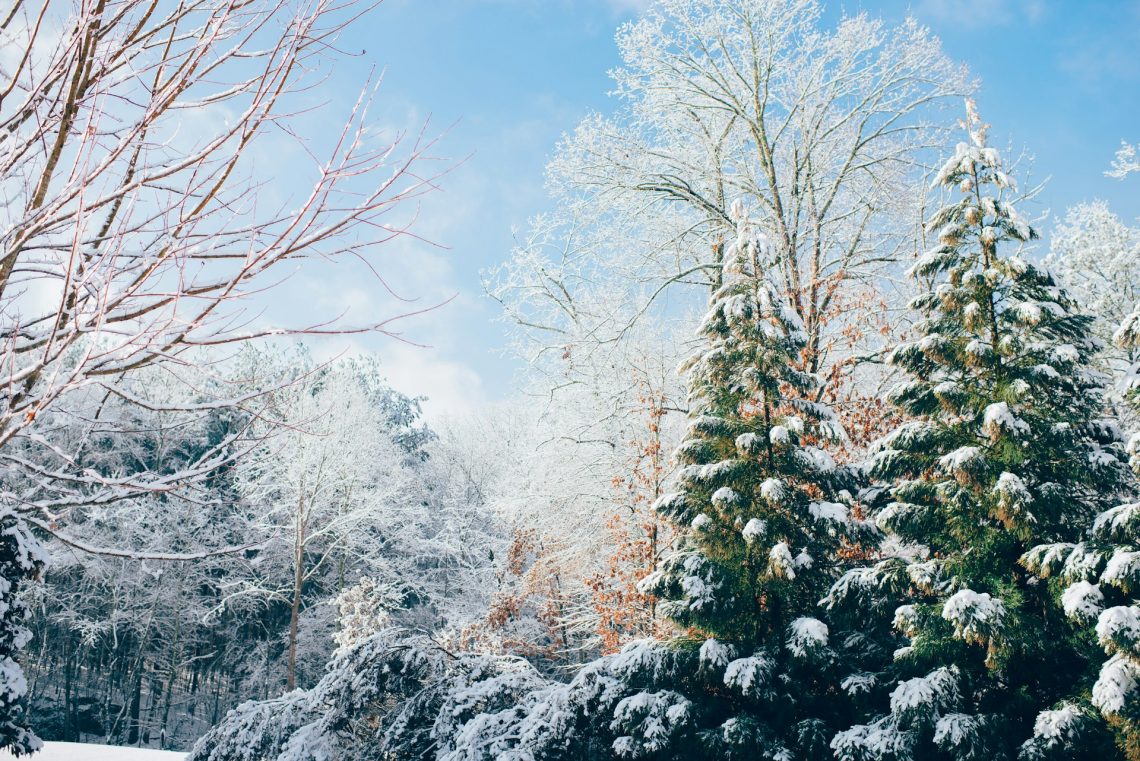 Snow covered trees - Ian Schneider from Unsplash