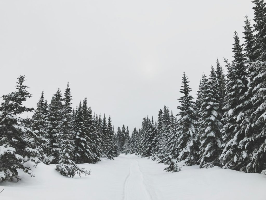 Forest in winter - Best snowshoe trails in Gatineau - Sigmund on Unsplash