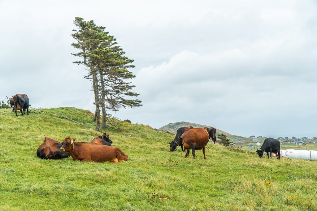 Cows of the Fromagerie du Pied-de-Vent