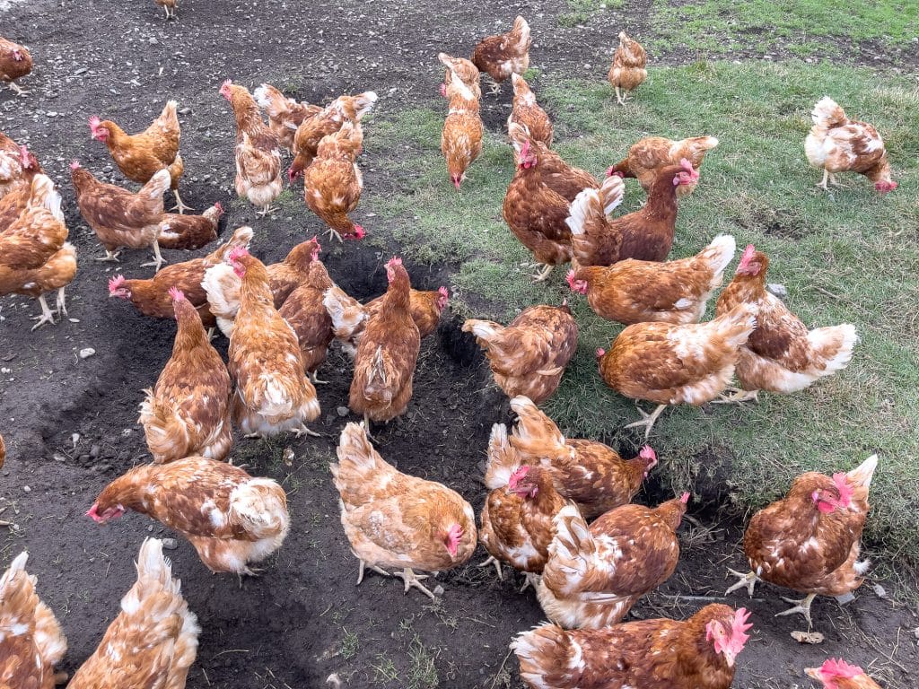 Chickens at La Caboche