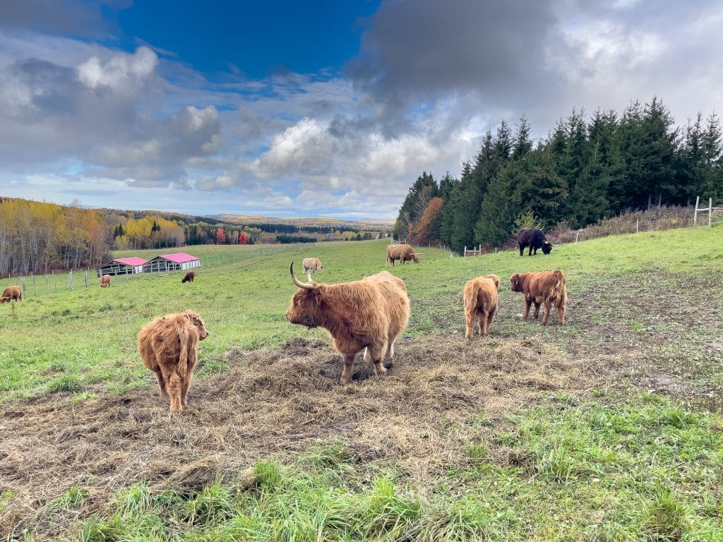 Highland beef at La Caboche
